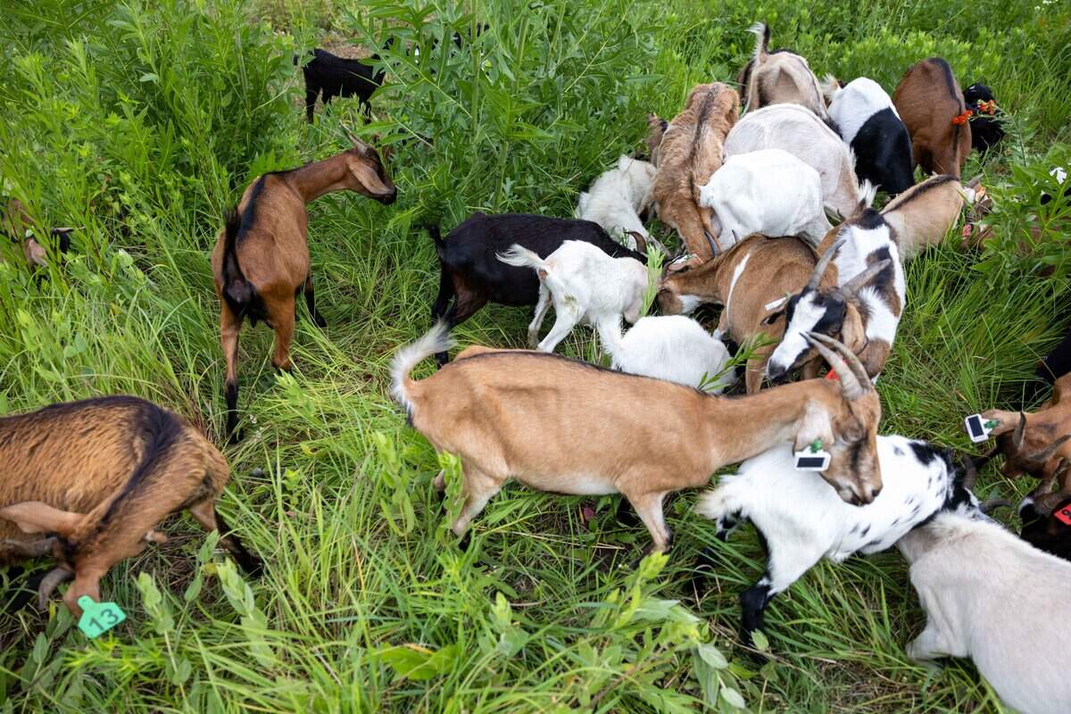 Goats from Goats Gone Green munches on invasive and unwanted weeds at Heritage Riverfront Trail on Tuesday, June 9, 2026. Several dozen goats are being used as environmentally friendly “mowers” to clear roughly two acres of overgrown land in the coming weeks.