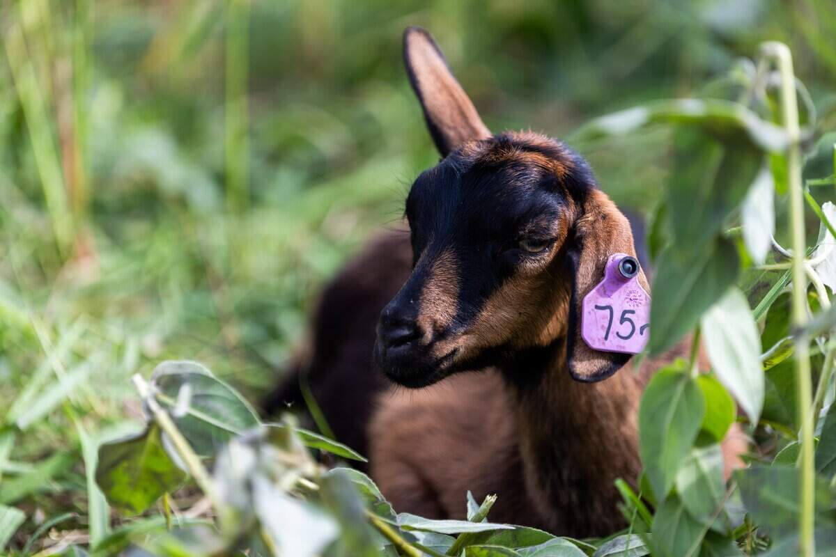A goat from Goats Gone Green lays in the gress at Heritage Riverfront Trail on Wednesday, June 10, 2026. Several dozen goats are being used as environmentally friendly “mowers” to clear roughly two acres of overgrown land in the coming weeks.