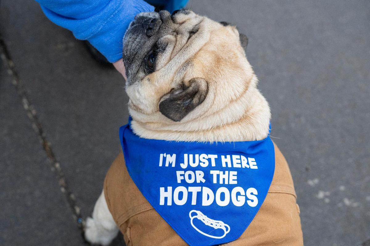 A dog named Frank sports a bandana that says “I’m just here for the hot dogs” during Bark at the Park at an MLB game between the Kansas City Royals and the Baltimore Orioles on Friday, April 4, 2025, at Kauffman Stadium.