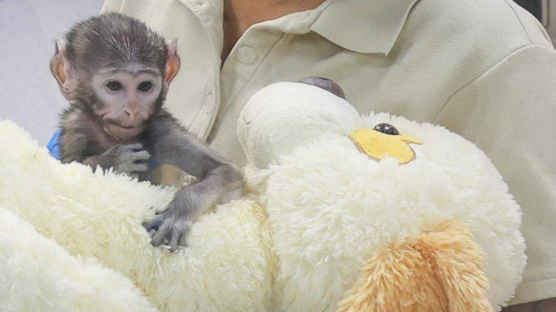 Meet Yuji, the 1.4-Pound Baby Monkey Clinging to Stuffed Dog