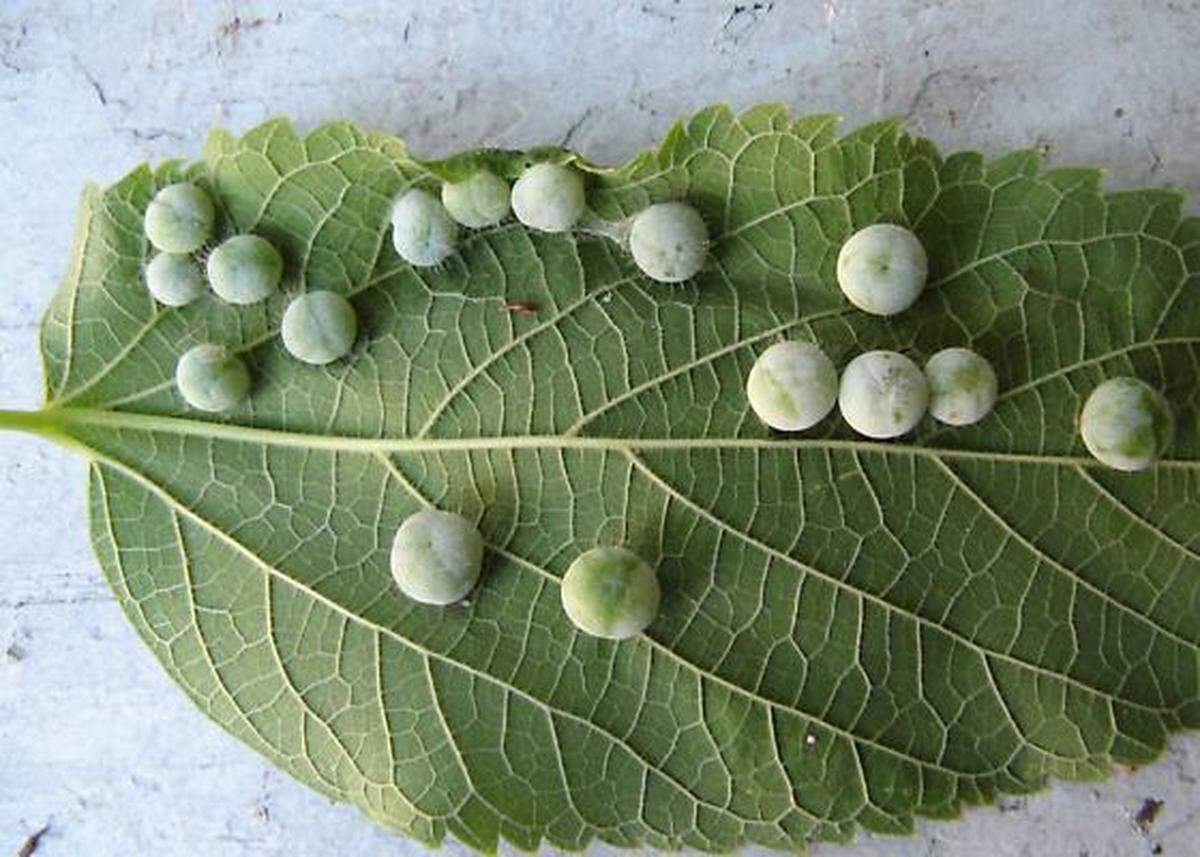 Hackberry psyllids are responsible for creating nibble lumps on the leaves of hackberry trees.