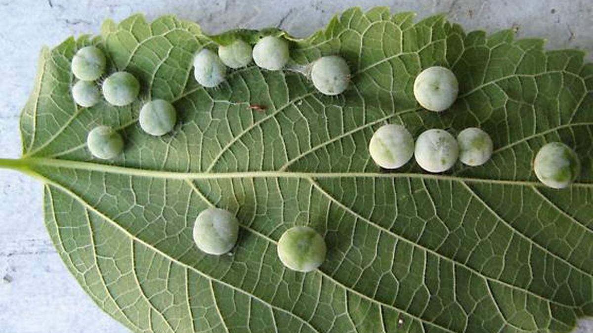 Hackberry psyllids are responsible for creating nibble galls on the leaves of hackberry trees.