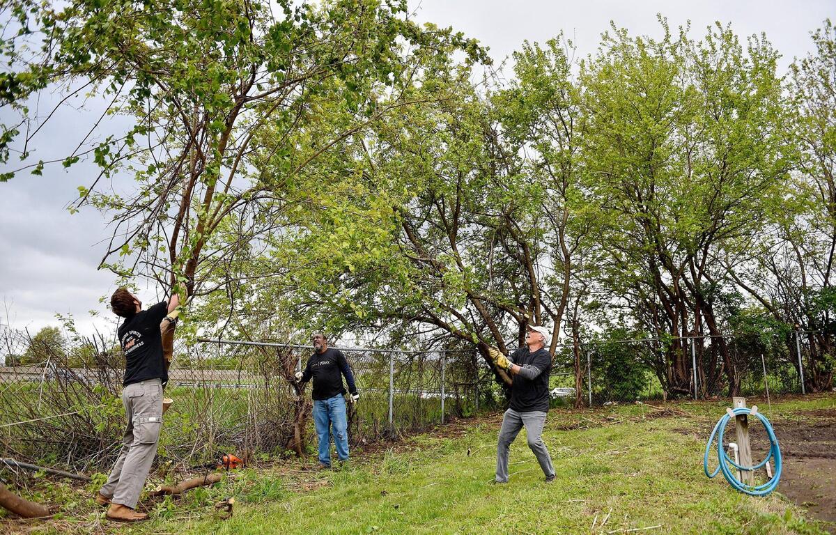 Volunteer Davis Harrison, left, and Rob Reiman with Kansas City Community Gardens, right, help steady a tree that Theodore “Priest” Hughes cut down. A small army of volunteers helped give Freeway Park Community Garden in Kansas City’s historic Northeast a makeover for its 20th anniversary. The garden, near E. 14th Street and Indiana Avenue, is managed by Kansas City Community Gardens, which rents plots to neighborhood gardeners.