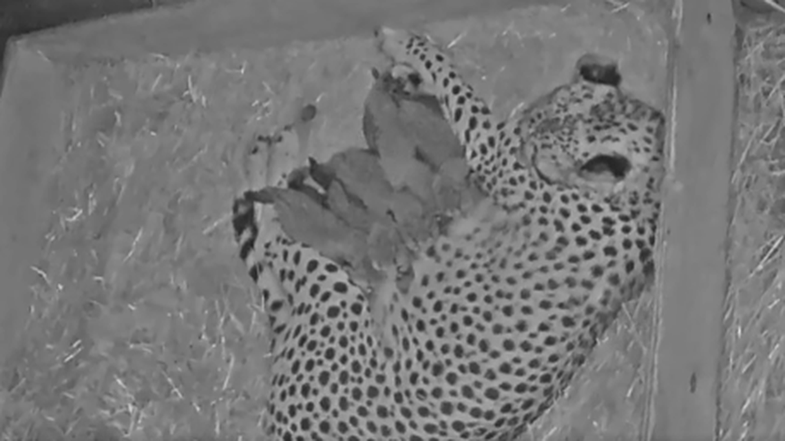 Tiny cheetah quintuplets born at Missouri zoo. Watch them bond with mom