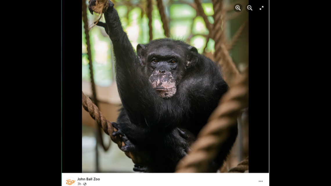 A 55-year-old chimpanzee died after a health decline at a Michigan zoo.