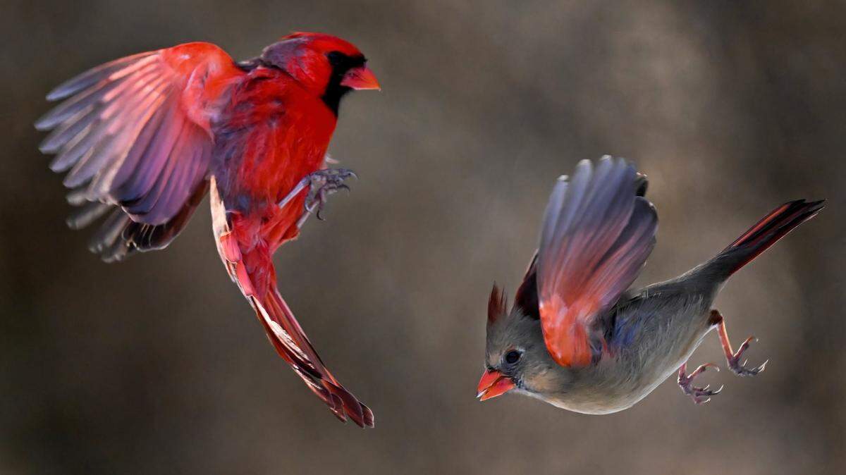 A male, left, and female cardinal trade places on a feeder at the Overland Park Arboretum & Botanical Gardens.