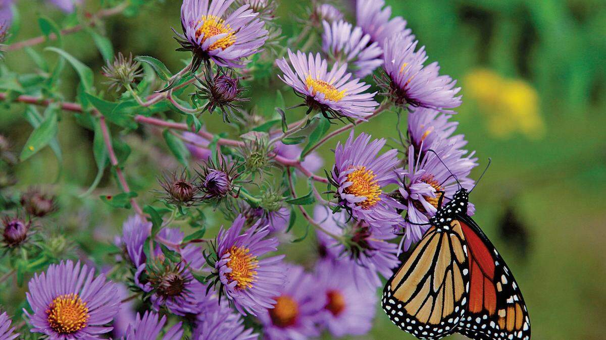 A monarch butterfly is seen on the purple flowers of a New England aster. Despite its name, this wildflower is native to Missouri.