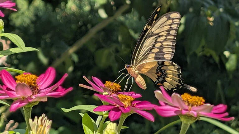 Welcome swallowtail butterflies to your Kansas City yard with these host plants