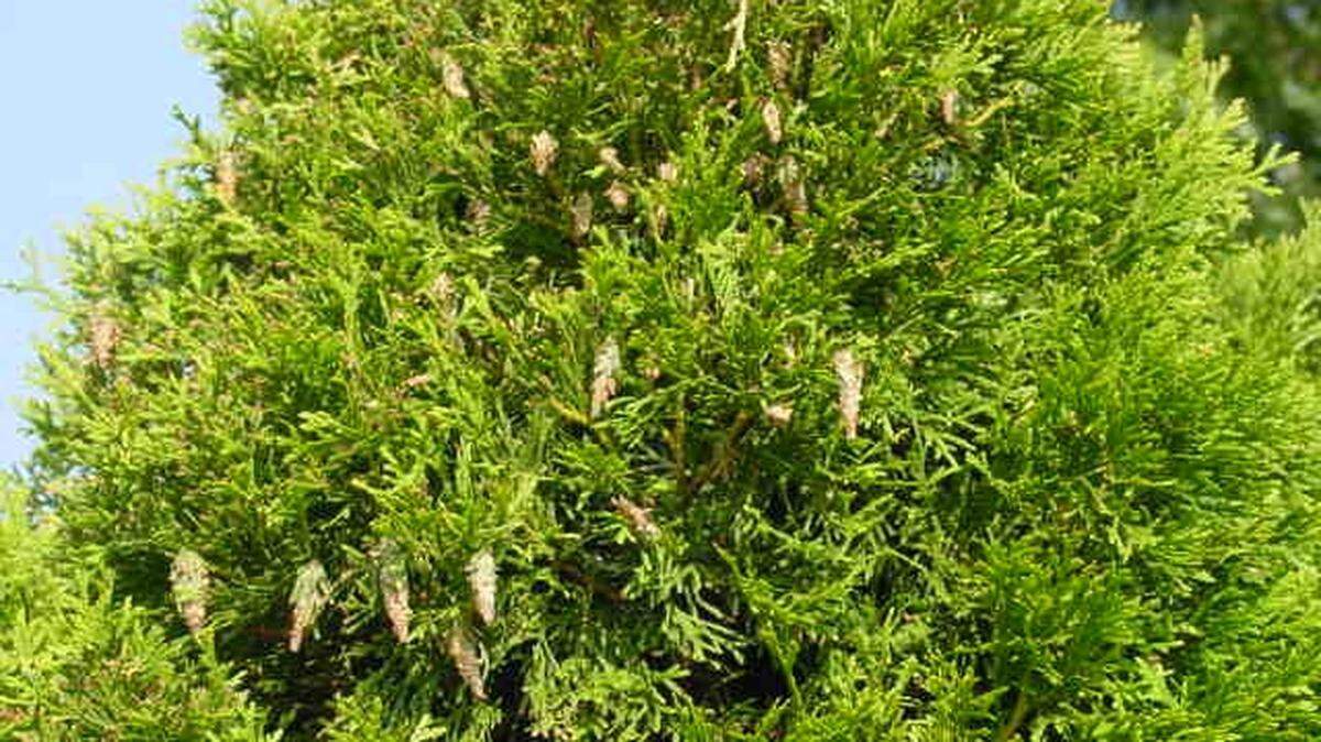 Bagworms on an arborvitea. For larger bags, handpicking them off the plant is the best method of removal.