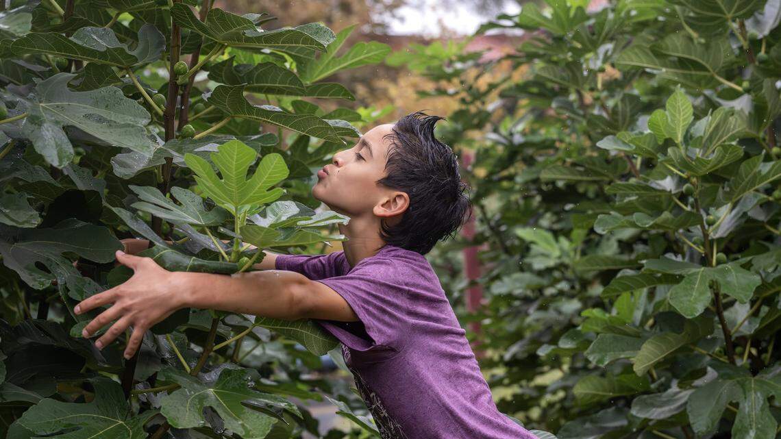 Pendleton Heights Community School student Jenny Haluck hugs a fig tree at the community orchard on Tuesday, Oct. 14, 2025, in Kansas City. Students are advocating to preserve the orchard, which could be replaced by a parking lot.