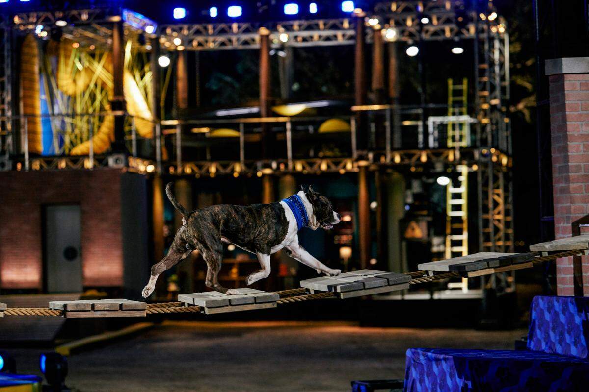 Seasons two and three of “America’s Top Dog” were filmed back to back.