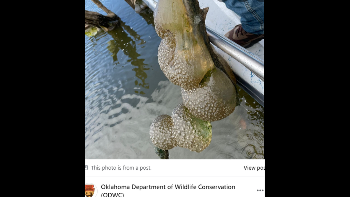 Peculiar “jelly-like balls” have been spotted in an Oklahoma lake, photos show.
