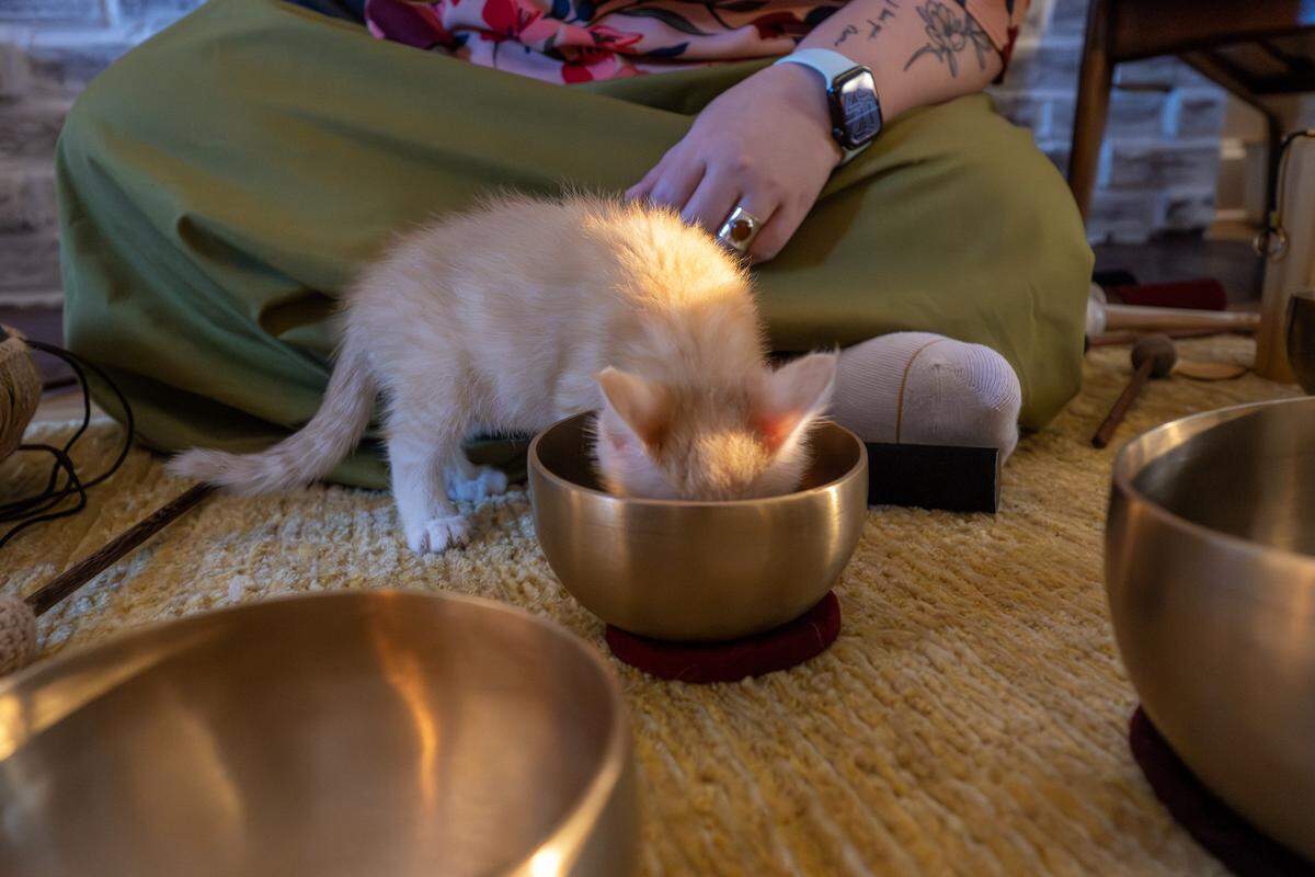 Joann Schermerhorn plays a steel tongue drum as Corn, a foster kitten, sniffs inside the metal bowl during a sound bath session on Thursday, Aug. 7, 2025, in Kansas City. Schermerhorn uses singing bowls, chimes and other instruments to help calm stressed cats.