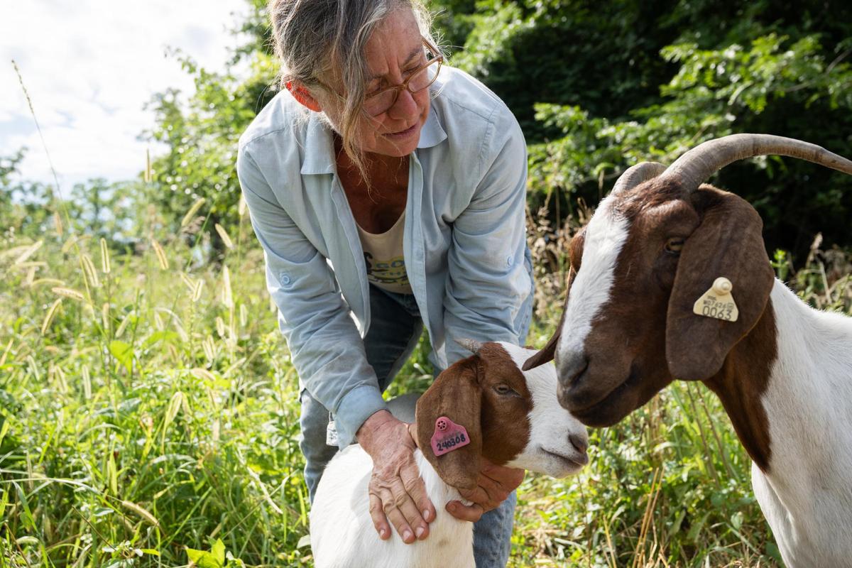 Katherine Kelly catches a goat on her farm to administer vaccinations and to trim its hooves. Kelly says each goat has a distinct personality.