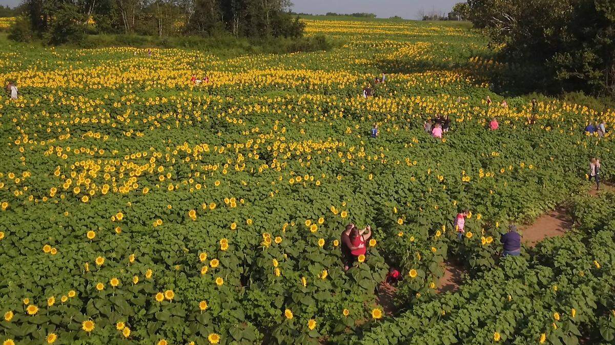Grinter Farms near Lawrence recently asked visitors not to cut the season’s first blooming flowers and to leave a donation for any cut flowers.