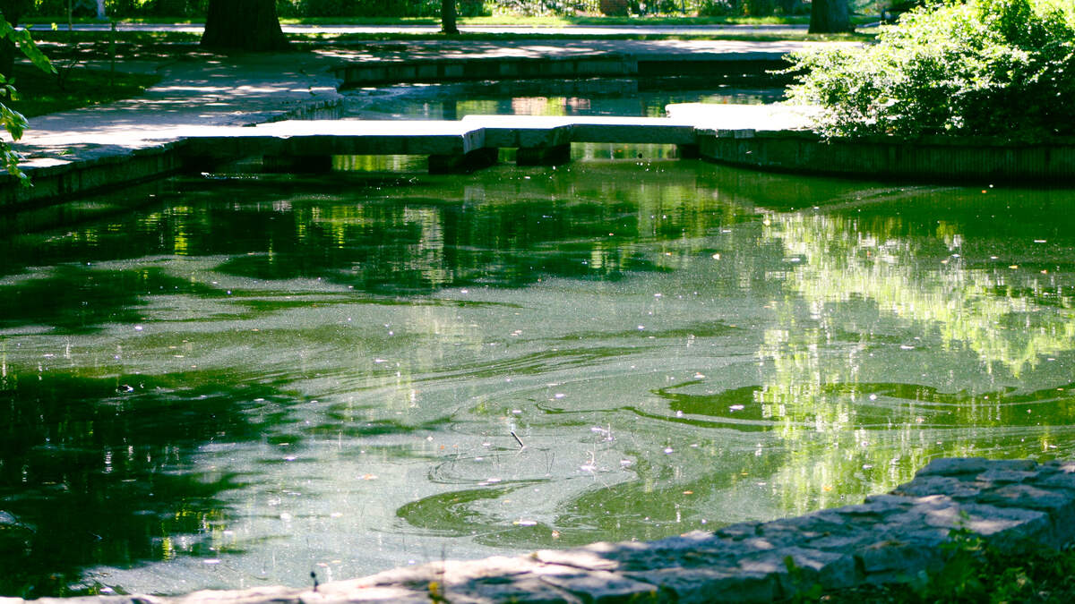 Loose Park’s pond has experienced an algae bloom that led to fish dying.