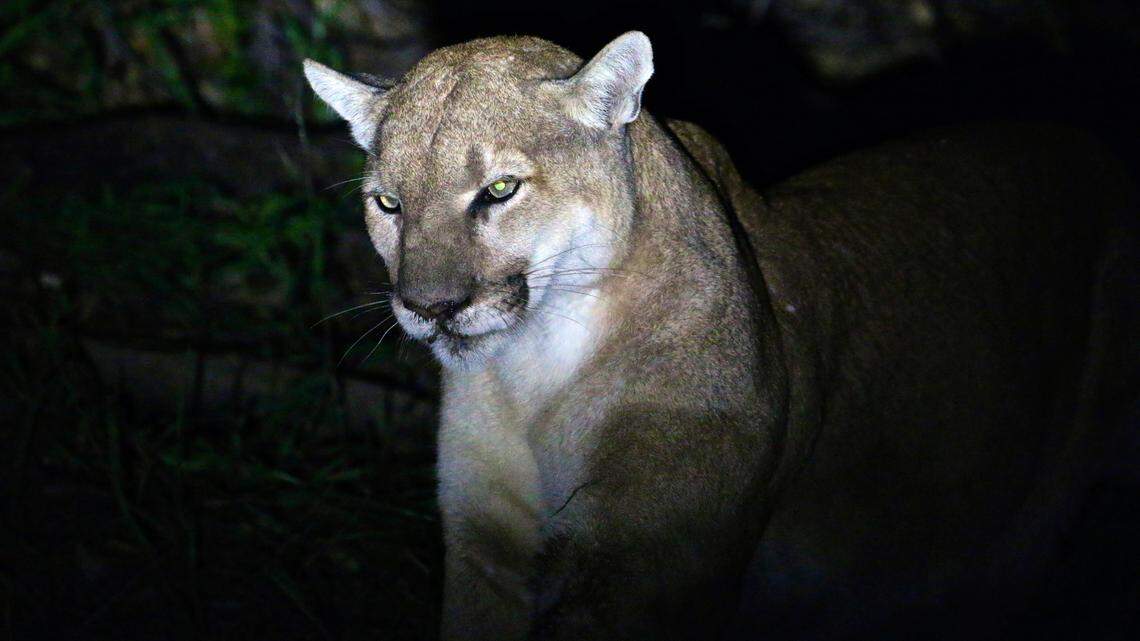 This photo provided by the National Park Service shows an adult male mountain lion. The cougar traveling through Illinois is a young male, officials said.