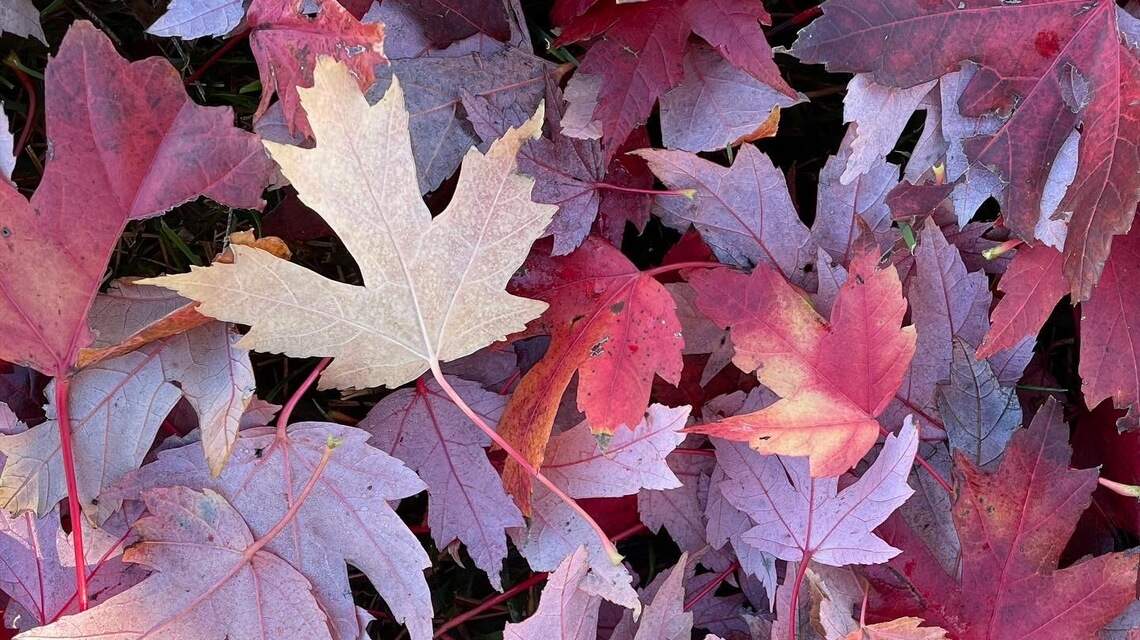 Lessons from Covid days: Warm-weather woman is starting to see the autumn light