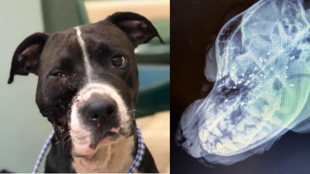 A pit bull named Gloria is recovering from a point-blank gunshot wound to the face. Her old owner has been charged with felony animal abuse.