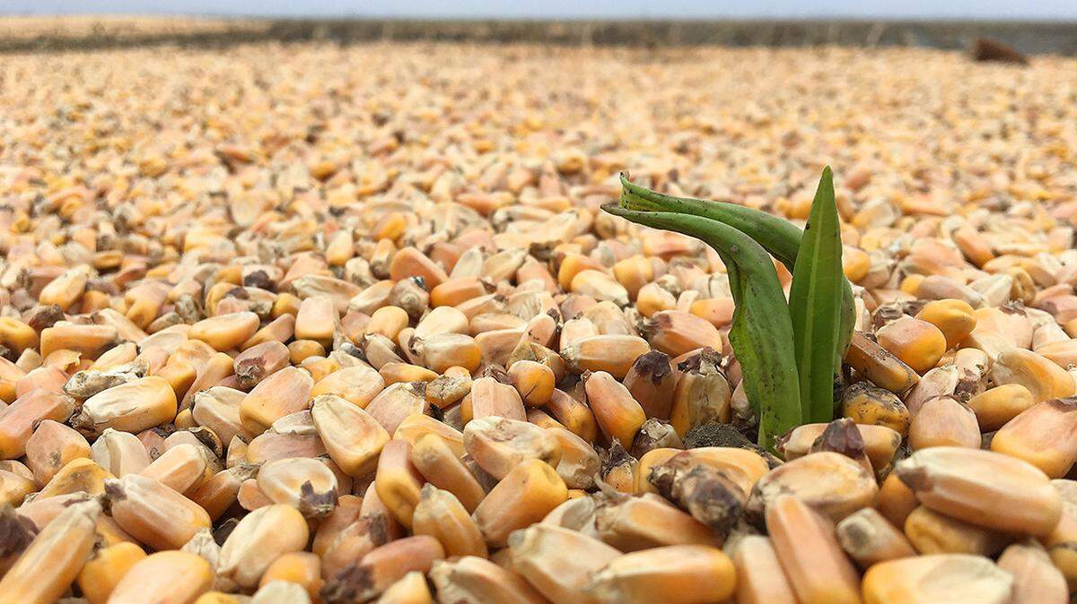 Corn — the state’s largest crop by bushels harvested — is notoriously finicky about water conditions.