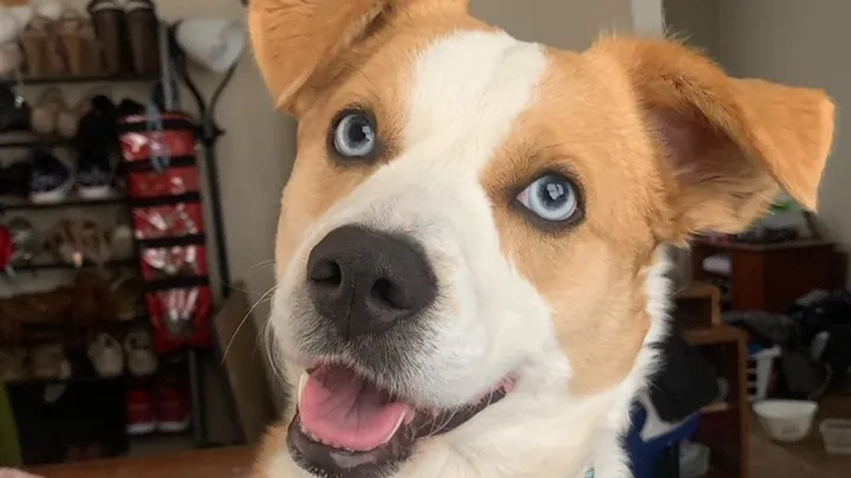 Courtney Baird is suing a Kansas City animal shelter to get back her dog, Jaxon.
