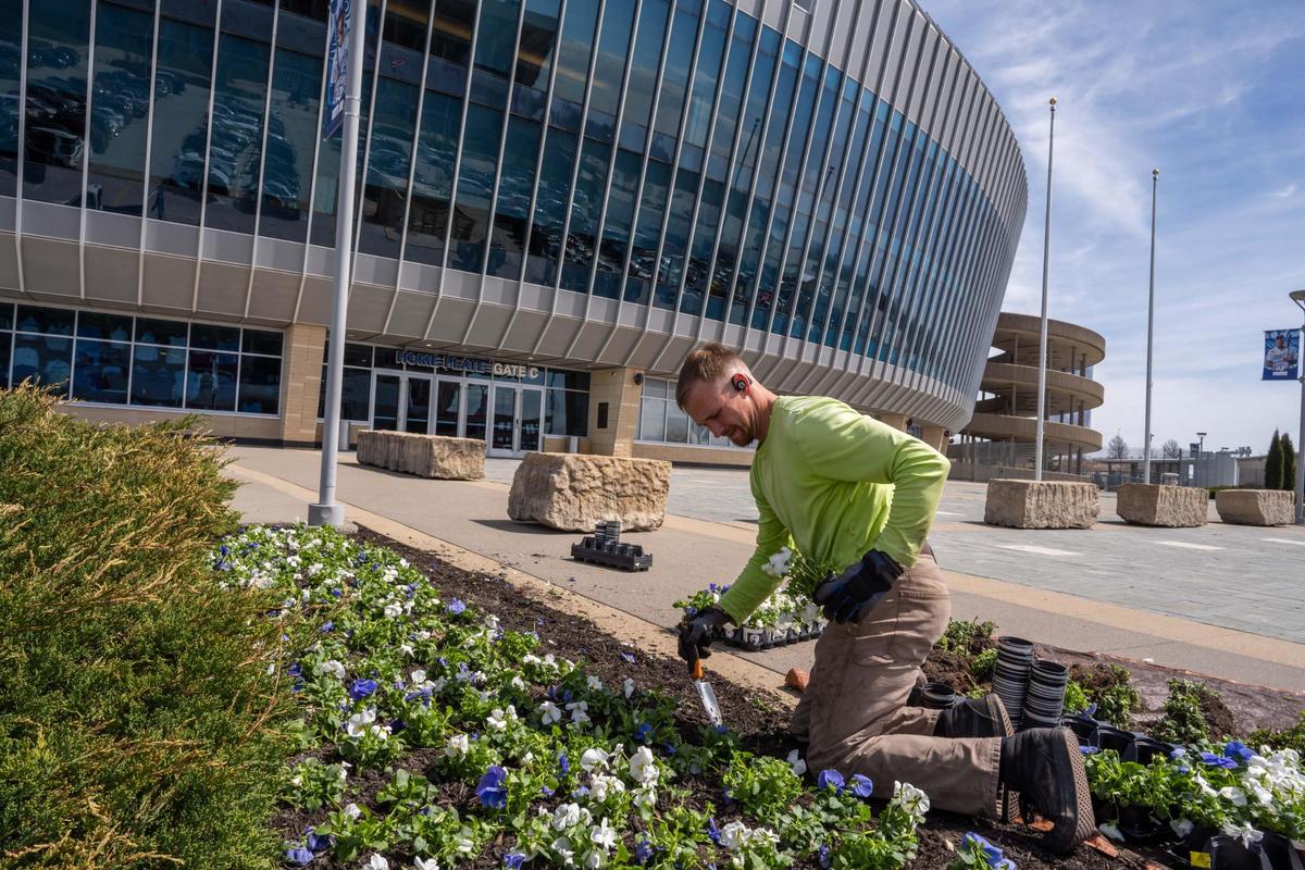 Zach Crews of Brummell Lawn & Landscape plants pansies in front of Kauffman Stadium on Tuesday, March 25, 2025. Crews worked throughout the day to prepare for Opening Day for the Kansas City Royals.