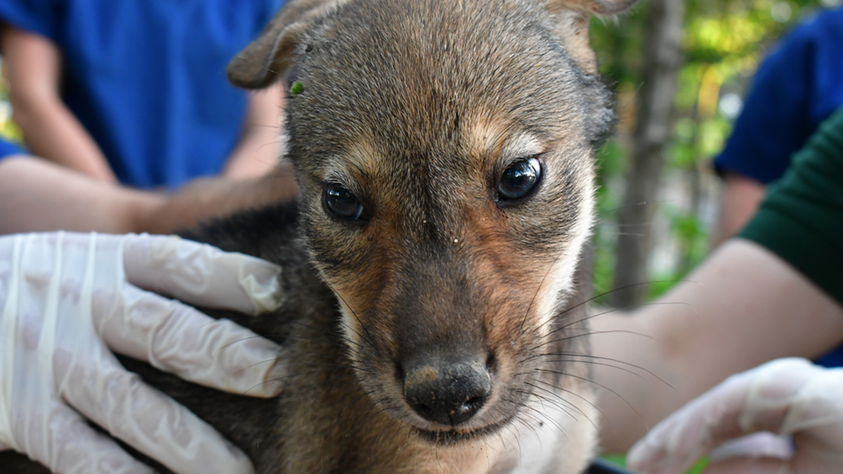 Four red wolves were born at the St. Louis Zoo in the spring. This is the “most endangered wolf species in the world,” the zoo said.
