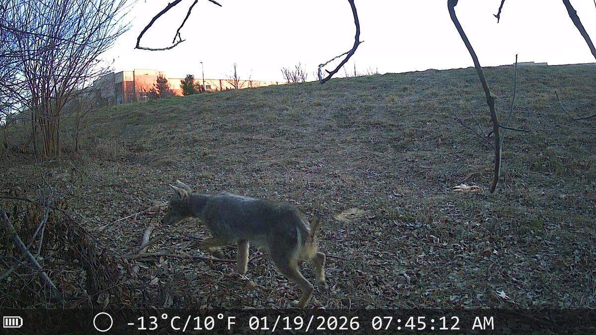 A trail camera shows a coyote in northeast Olathe the morning of Jan. 19, 2026.