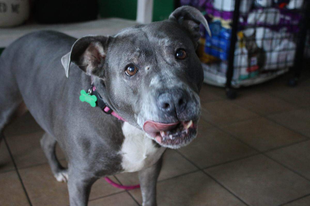 Eight-year-old Enya is a pit bull terrier mix who has lived at Melissa’s Second Chances since August.