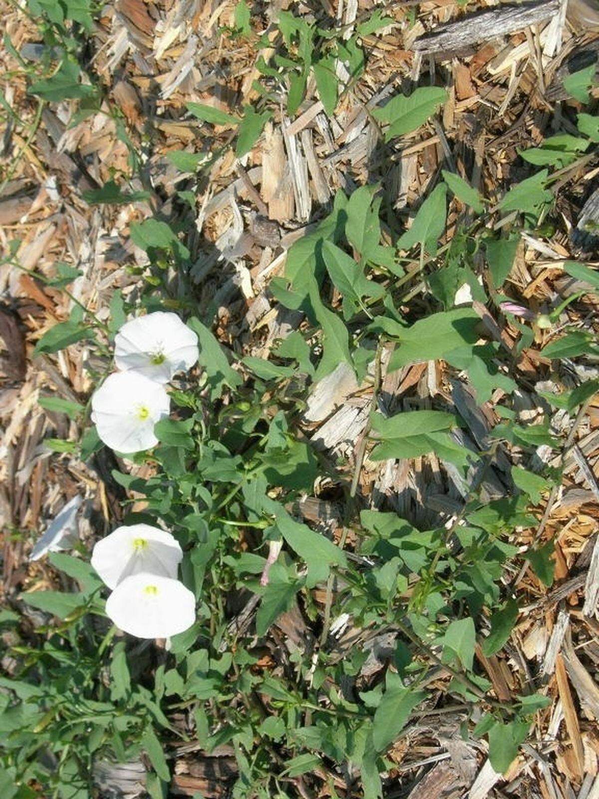One noxious weeds impacting suburbanites is bindweed.