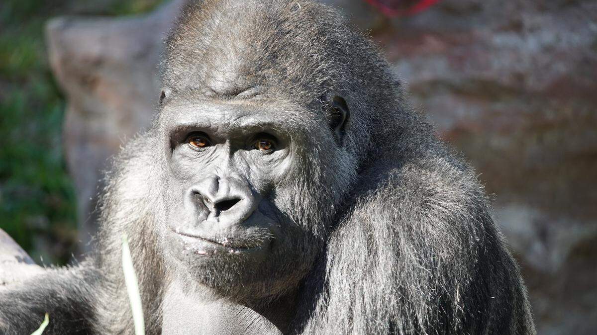 Curtis, a Western lowland gorilla and beloved resident of the Kansas City Zoo, was euthanized on Saturday, Oct. 1 at age 28 after years of health challenges, including two blood transfusions from his younger brother, Charlie.