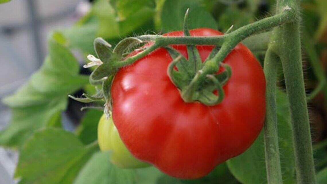 Last year’s tomato crop a bust? It’s time to play detective, reach out for pro’s help
