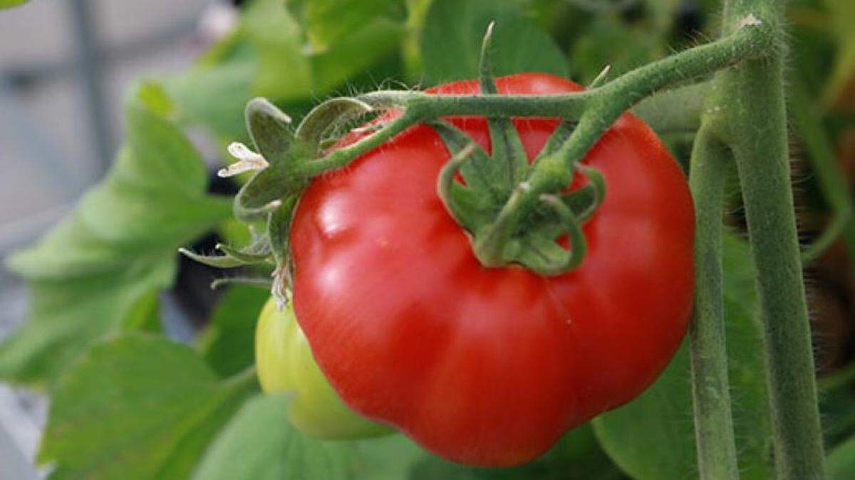 If last year’s tomato crop had blossom-end rot or was simply not thriving, play detective. And get help from Johnson County Extension master gardeners, who are a phone call away. You can also meet them in person at a Public Garden Tour May 17 and 18.