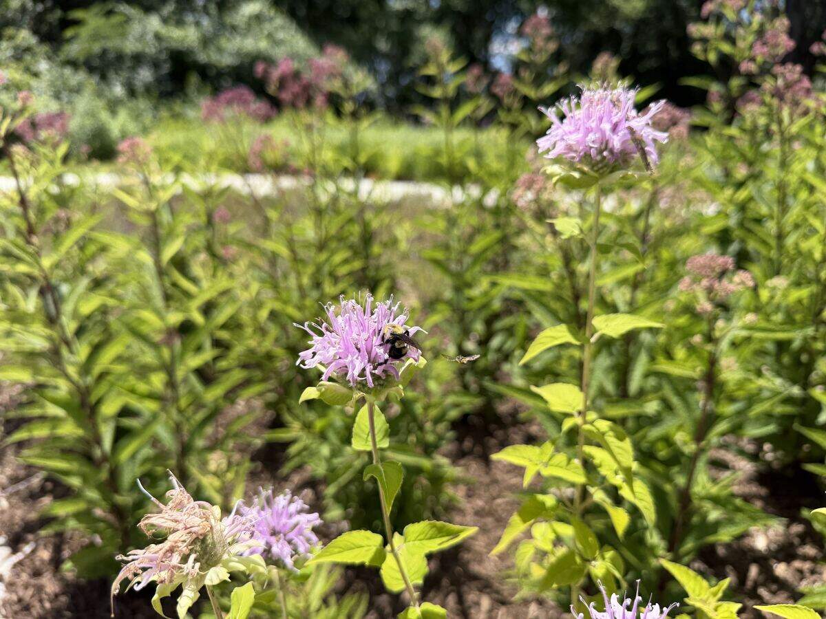 Two bees flutter around wildflowers planted in North Kansas City’s new park, River Forest Park, on Monday, June 15, 2026, which will officially open during the long-awaited grand opening and ribbon cutting ceremony on Thursday, June 18, 2026, at 4 p.m.