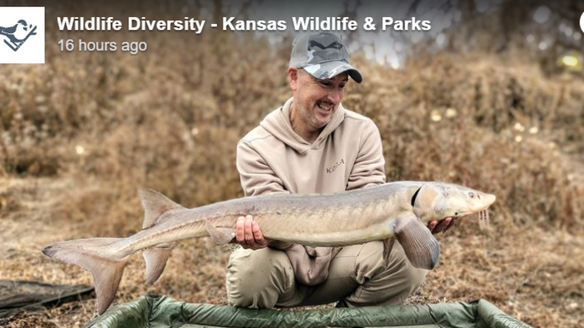 A fisherman made an “incredibly rare capture” while fishing on the Kansas River, state wildlife officials said.