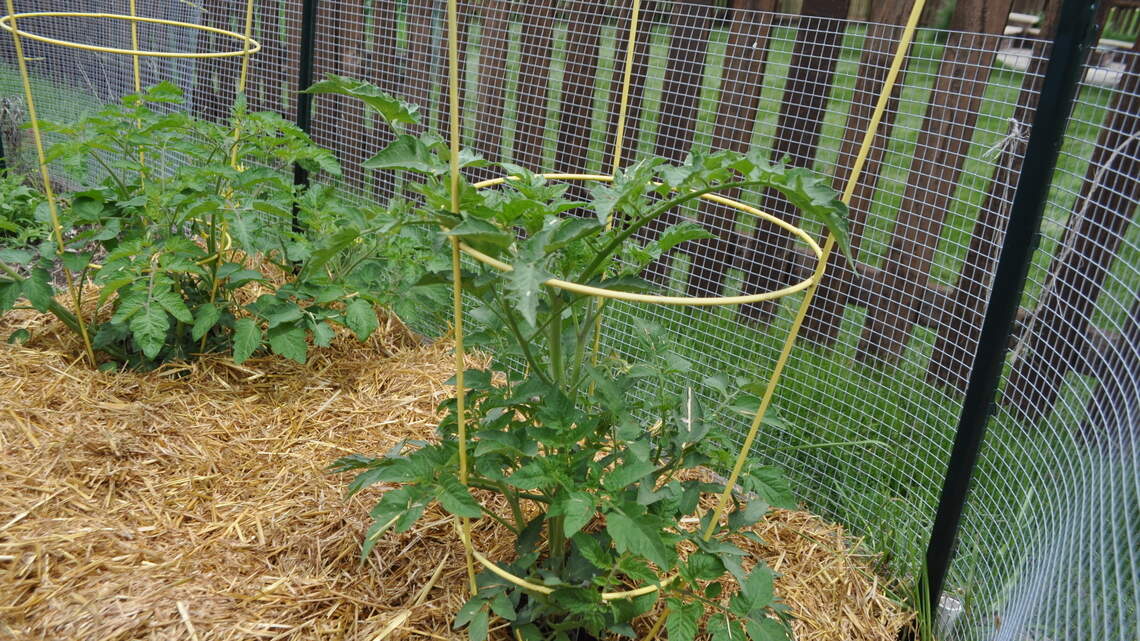 What to do when the vegetable garden seems to be hitting pause as seasons change