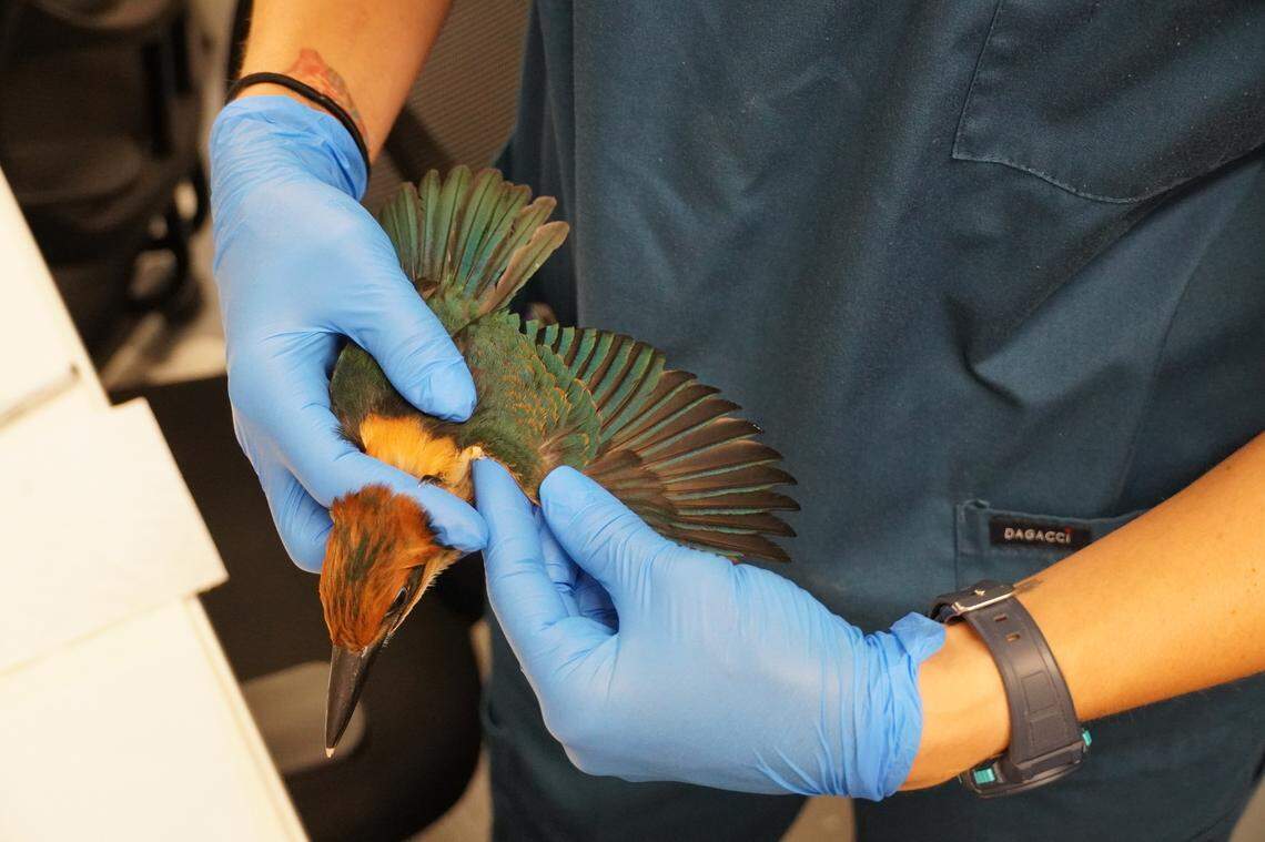 A sihek receiving a check-up prior to their journey to Palmyra Atoll