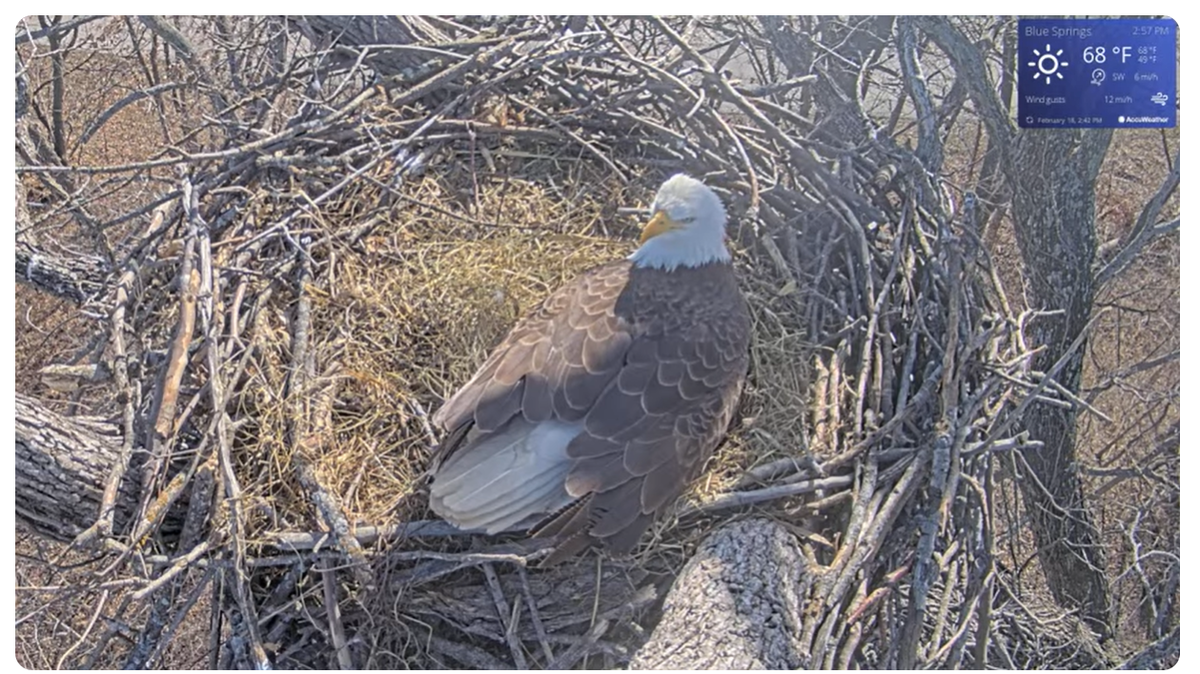 A screenshot from The City of Blue Springs’ bald eagle camera on YouTube shows three eggs on Wednesday, Feb. 18.
