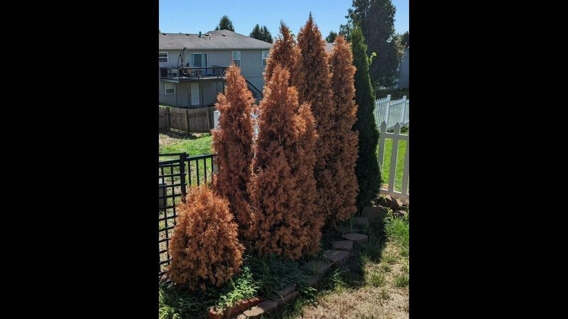 Drought plus cold meant a deadly year for these trees. Here’s how to save the rest