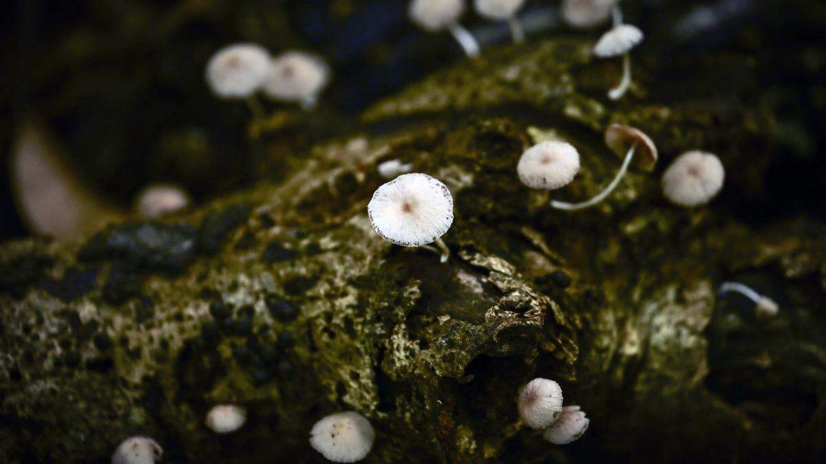 are fungi secretly speaking to each other
