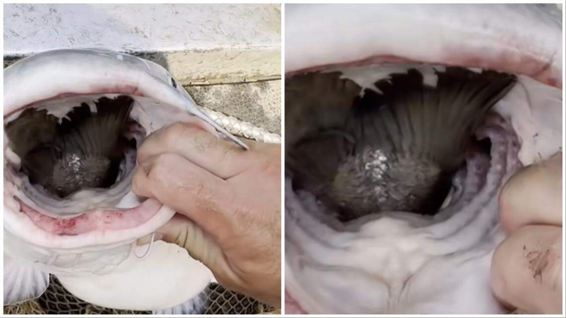 Do catfish feel regret? Do carp?