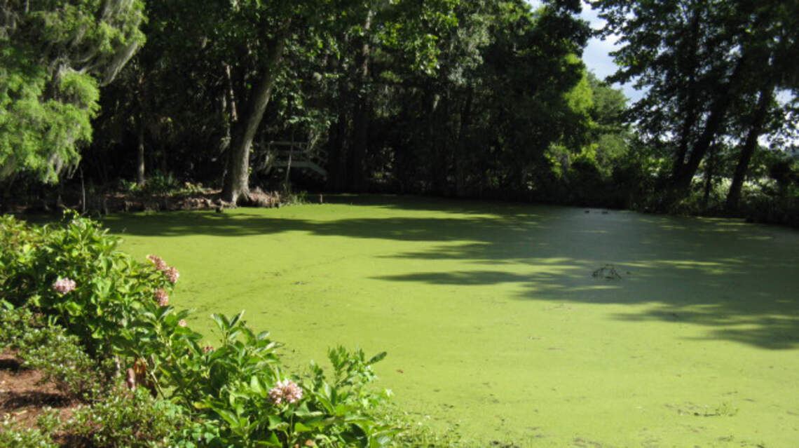 Before fertilizing garden, take these steps to avoid runoff, protect our water supply