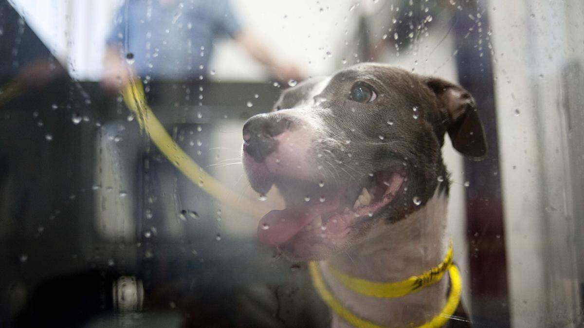 Adopt your next dog from a reputable shelter or rescue.