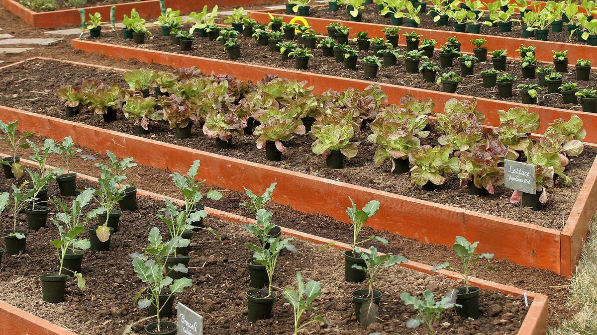 Vegetable bed