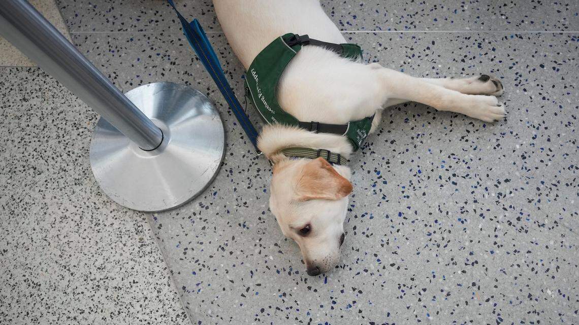 Guide Puppies Flooded Newark Airport Travelers Loved It