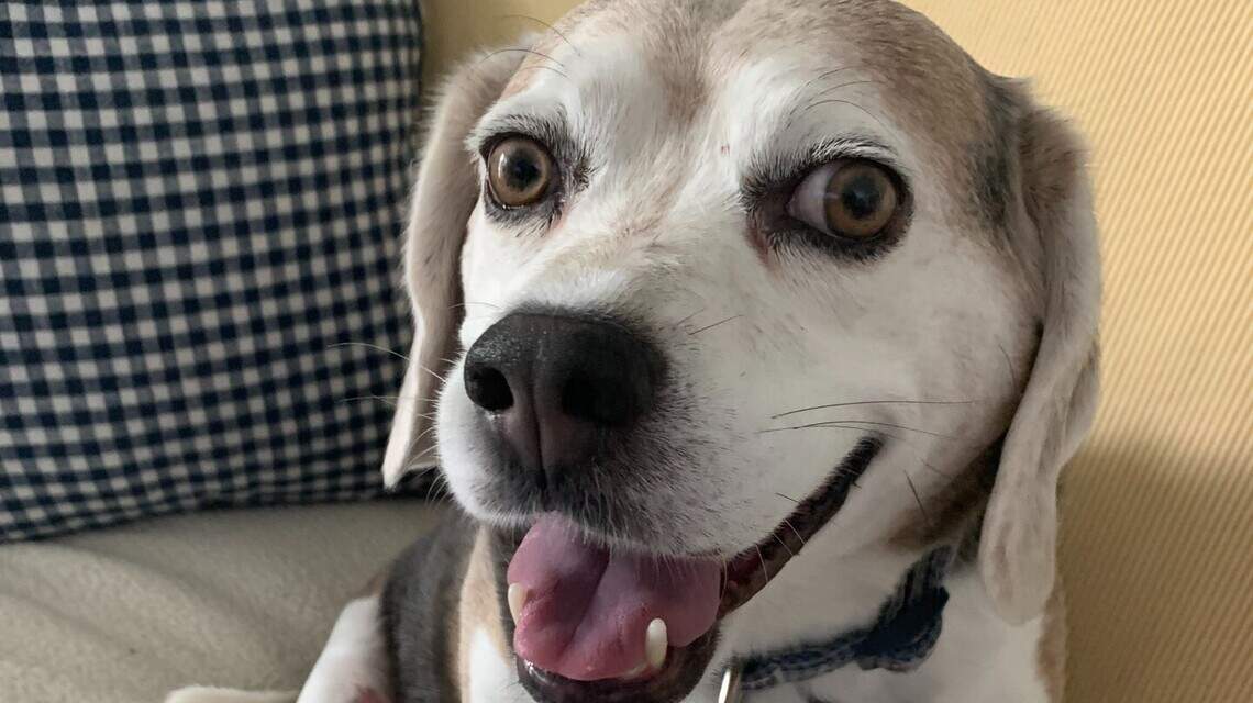 Step by step, her beagle got better, thanks to the miracle of modern vet medicine