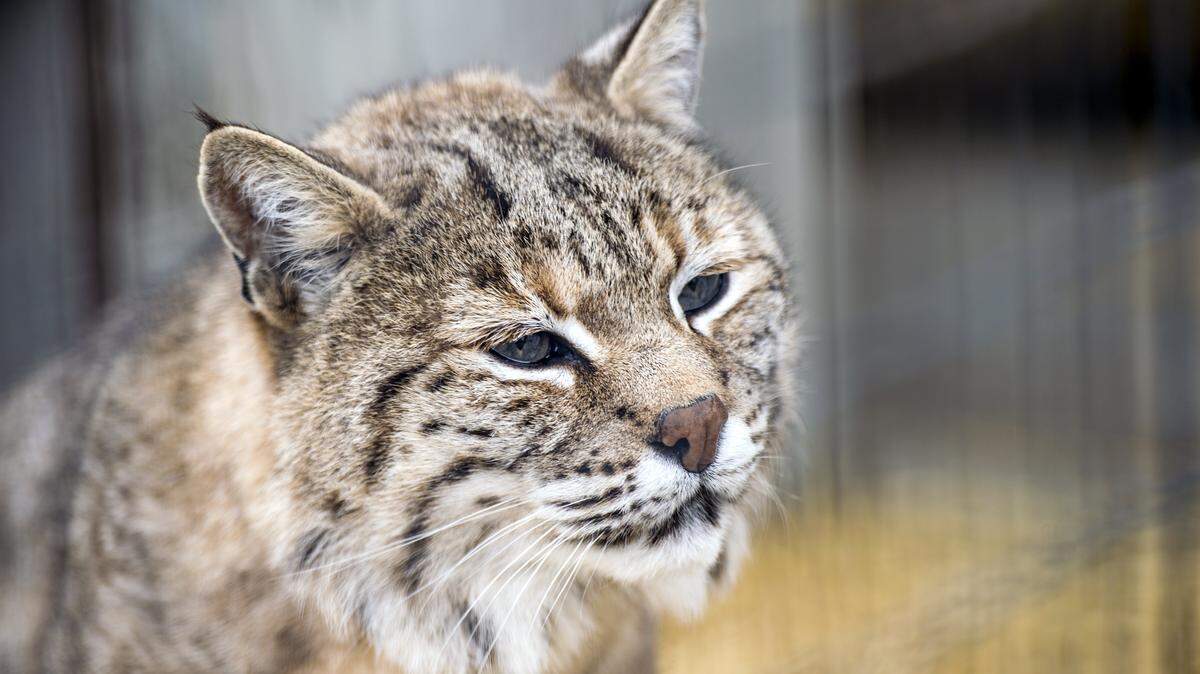 Lollibop, a 20-year-old bobcat, waited to be fed on Tuesday, March 21, at Deanna Rose Children's Farmstead in Overland Park. Before coming to the farmstead, Lollibop and a second bobcat were kept as pets and had all four paws declawed, making it impossible for them to be released in the wild. The farmstead opened Saturday and will remain open daily through Oct. 31.