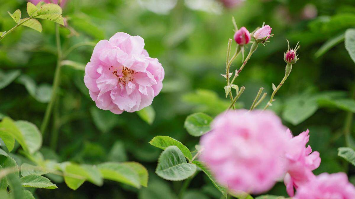 Pink roses.