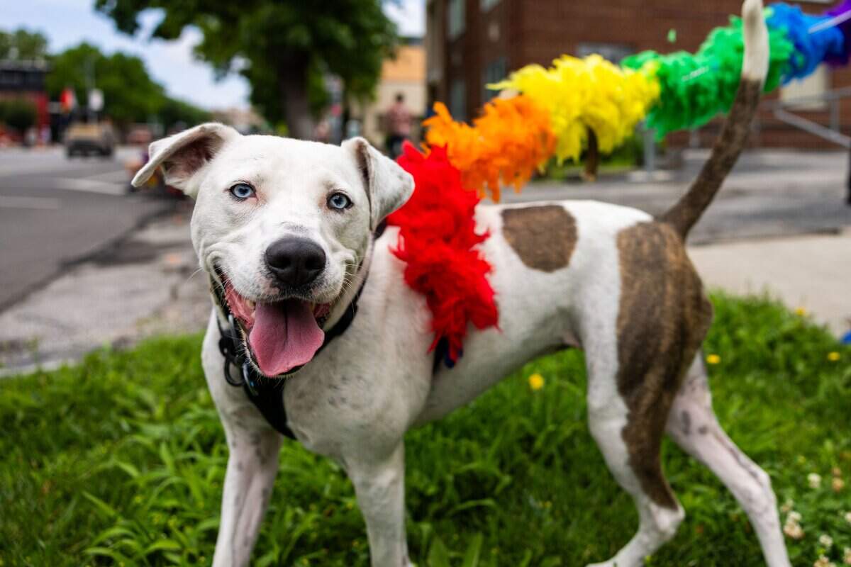 Blu, a four year old pit bull shows off their rainbow leash during Kansas City's Annual Pride Parade at Westport Rd on Saturday, June 6, 2026.