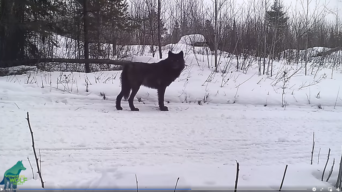 A black wolf is spotted in northern Minnesota.
